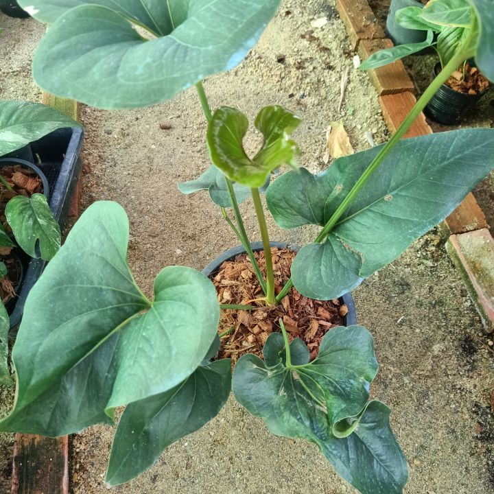 5-9-66-anthurium-brownii-หน้าวัวหูช้าง-ในกระถาง-8นิ้ว-ไม้ด่าง-ไม้ฟอกอากาศ-ab