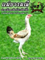 ไข่เชื้อไก่ชน ไข่ไก่ชน พ่อมังกรแดง+แม่ขาวมณี 1ใบ