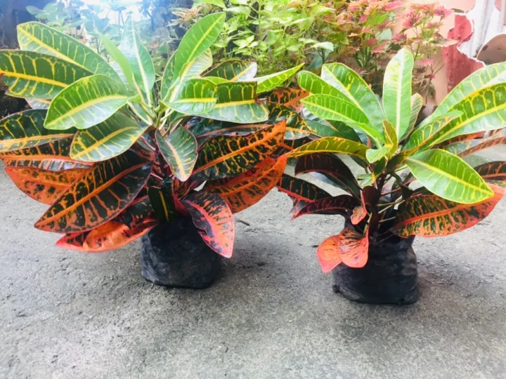 Croton San Francisco Plant Variegated | Lazada PH