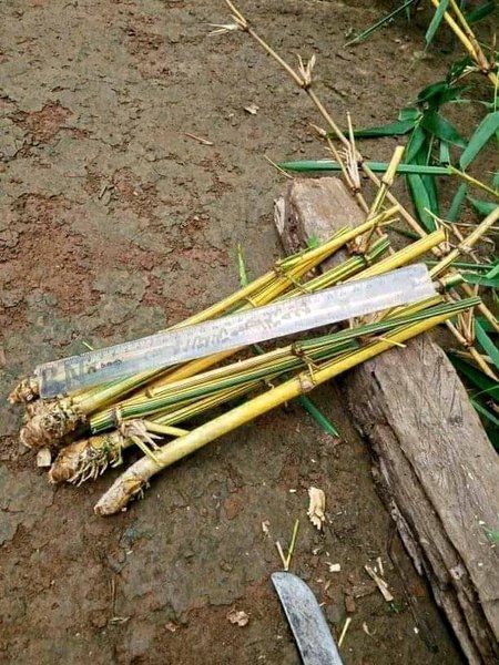 Jual Bibit Bambu Ampel Kuning Siap Tanam Lazada Indonesia 