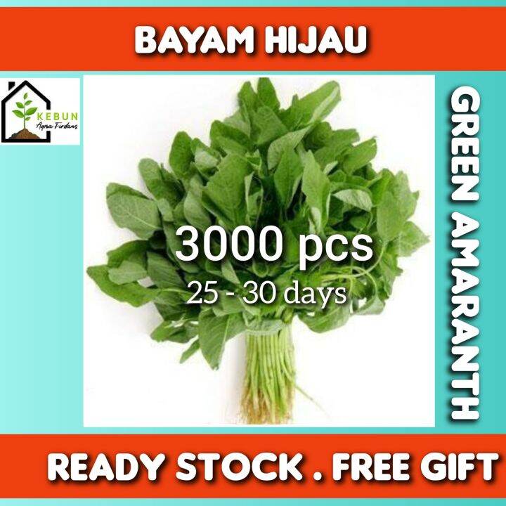 Biji Benih Sayur Bayam Hijau | Lazada