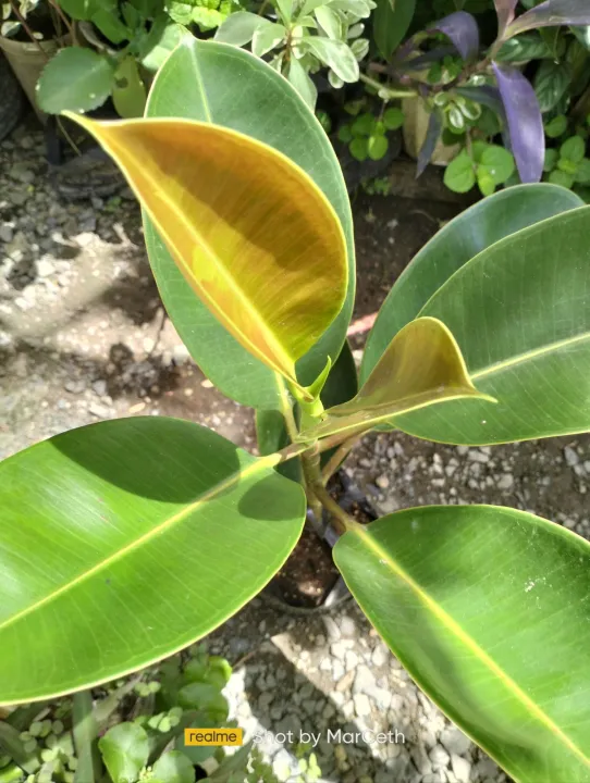 Local Burgundy Rubber Tree Max Height 2 FT Lazada PH