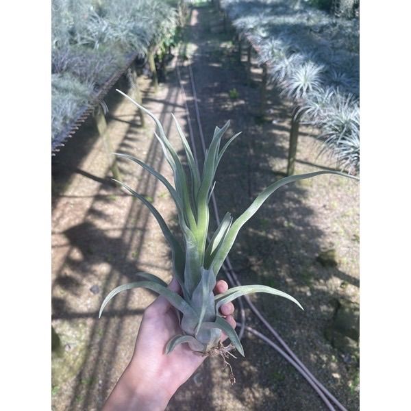 tillandsia-steptophylla