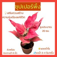 ต้นซุปเปอร์พิ้ง/สยามพิ้งค์ สีชมพูสด ต้นไม้มงคล ต้นไม้ฟอกอากาศ ส่งพร้อมกระถาง 6 นิ้ว