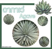 อากาเว่ AGAVE อะกาเว่ ไซส์ใหญ่ 60-65 นิ้ว “ดาวกระจาย“ | ป่านศรนารายณ์ | กรุณาอ่านรายละเอียดให้เข้าใจก่อนสั่ง