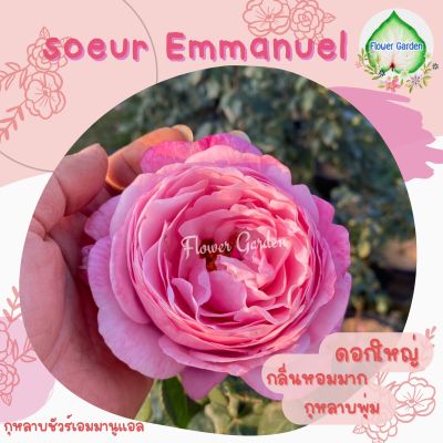 กุหลาบ Soeur Emmanuelle ชัวร์เอมมานูเอล กลิ่นหอมมาก ดอกใหญ่ กลีบเยอะ กุหลาบเลื้อยพุ่มสูง ส่งต้นติดตูมดอกเล็ก