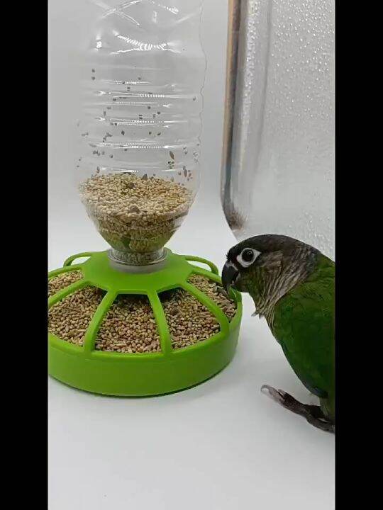 Renna's Bird Feeder & Water Bowl Chicken Feeder Poultry Automatic