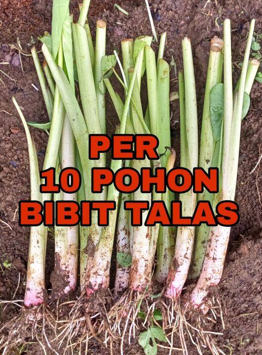 BIBIT TALAS BOGOR /TALAS PRATAMA /per 10 POHON TALAS MERAH TALAS MINYAK