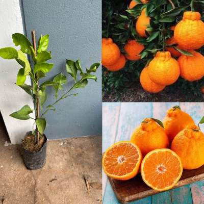 ต้นส้มเดโกปอง เสียบยอด เป็นส้มที่หวานและอร่อยที่สุด ขนาดต้น 50-70 ซม. 1 ปีติดผล