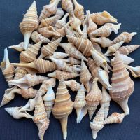 หอยสังข์หางยาวสีน้ำตาล50g Brown long-tailed tower-shaped conch shuang zhen