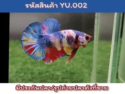 ปลากัดนีโม่มัลติ เพศผู้พ่อพันธ์ตัวใหญ่พร้อมรัดสีหวาน ขนาด1.4-1.5นิ้ว