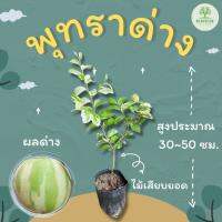 ต้นพันธุ์พุทราด่าง พุทราด่าง ขนาด 30-50 ซม.