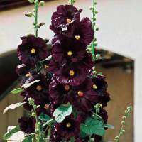 เมล็ดพันธุ์ ฮอคลี่ฮ็อค สีม่วงดำ ( Hollyhock Blacknight Flower Seed ) บรรจุ 37+ - 200+ เมล็ด