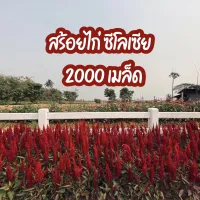 สร้อยไก่ซิโลเซีย 2000 เมล็ด