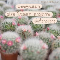 ? แคคตัส แมมขนแมว size ให้ดอก 6.5 cm ขึ้นไป ให้ต้นที่ออกดอกแล้วตามภาพ บางต้นติดฝัก สวยมากๆ