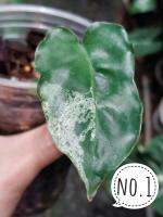 philodendron burle marx mint variegated ฟิโลเดนดรอน เบอร์มาร์คมิ้นต์ ไม้แรร์ หายาก เลือกต้นได้ ได้ต้นตามภาพที่เลือก