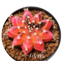 ยิมโนด่าง gymnocalycium​ variegated​ โคลน jelly