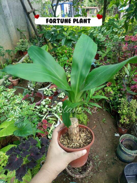Fortune Plant in a Pot (Metro Manila and nearby areas) Lazada PH