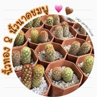 ??นิ้วทองนิ้วนาคชมพู Mammillaria elongate?? หายากอีกแล้วนิ้วนาคชมพูมาพร้อมกับนิ้วทองจ้า คู่น่ารักๆ เลี้ยงเรื่อยๆแตกหน่อเอง จะได้ฟอร์มกอสวยๆ ?