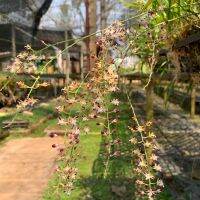 เอื้องจุกพราหมณ์ Acriopsis indica ไม้กอ เลี้ยงง่าย ดอกสวย