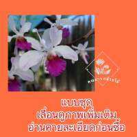 หนวดพราหมณ์ลำดำ?ชุด3ต้น?ไม้พม่ากำลังติดดอก?แบบชุด?