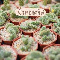 นิ้วทองคริส ? 20บาทจ้า ขนาดประมาณในรูปค่ะ