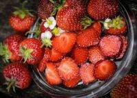 เมล็ดพันธุ์สตรอว์เบอร์รี่เดนมาร์ค โอลด์ นอร์ธ ซี(Old North Sea Denmark Strawberry Seed)บรรจุ 50 เมล็ด ของแท้ คุณภาพดี ราคาถูก นำเข้าจากต่างประเทศ