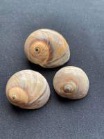 เปลือกหอยทากเขียว Green Moon Sea Snail Shell