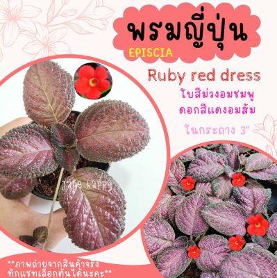 พรมญี่ปุ่น "รูบี้ เรด เดรส" (Ruby red dress) ดอกสีเเดง ใบสีม่วงอมชมพูเงามัน สวยมาก ในกระถาง 3" (ราคาต่อ 1 ต้น) ค่าส่งถูก