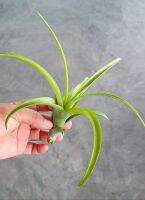 Tillandsia flexuosa elatior virens