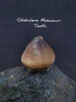 ? ฟอสซิลโมซาซอรัส Globidens ส่วนฟัน
? Globidens Mosasaur Tooth

⛏ ช่วงอายุ : Upper Cretaceous / Maastrichian Stage ( 84.9 ~ 66 ล้านปีก่อน **โดยประมาณ )
⛏ แหล่ง : Oued Zem, Morocco (ประเทศโมร๊อคโค)
⛏ ขนาด :  22×20×20 mm.( ยาว 0.79 นิ้ว )