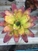 ต้นนี้เลย-Hybrid ยังไม่เต็มฟอร์ม-  สับปะรดสี#bromeliad# ต้นไม้สวยงาม# ไม้ประดับ# ตกแต่งบ้าน#bromeliad# ไม้ประดับ# ไม้มงคล# ขายถูก