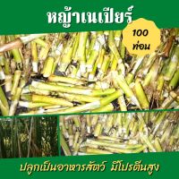 พันธุ์หญ้าเนเปียร์   หญ้าสำหรับปลูก = 100 ท่อน หญ้าอาหารสัตว์ หญ้าเนเปียร์ ต้นพันธุ์ หญ้าเนเปียร์ หญ้าสำหรับใช้เป็นอาหารสัตว์ เมล็ดหญ้า ท่อนพันธุ์หญ้า  ต้นหญ้าเนเปียร์