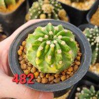 Echinopsis subdenudata​ variegated​ ดาวล้อมเดือนด่าง?อิชินอปซิ​ส