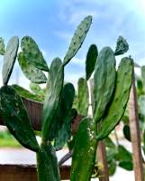 กระบองเพชร ใบเสมา โอพันเทีย ( Opuntia ) หูกระต่าย