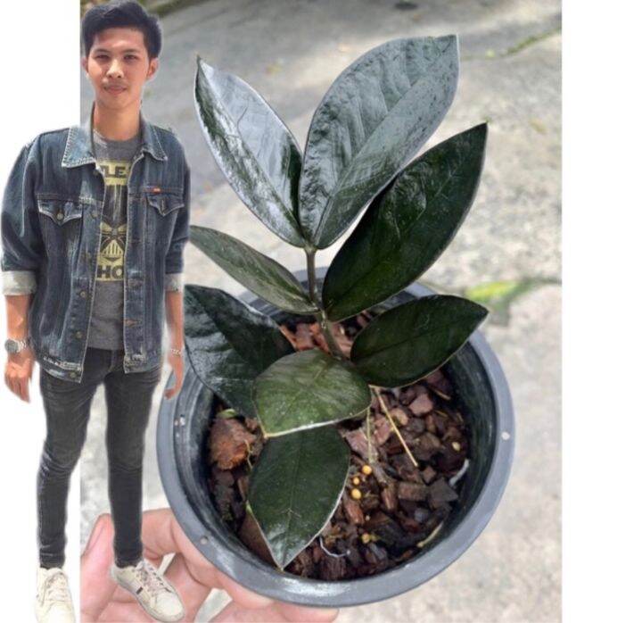 สวยอายุยืนนาน-ต้นกวักมรกตดำ-กระถาง-6-5-นิ้ว-zamioculcas-zamiifolia-black-สูง15-25-cm-กวักดำ-กวักนิลต้นไม้มงคล-โขดสวย-ไม้ฟอกอากาศ-เสริมโชคลาภฟอร์มสวยทุกต้น