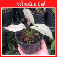 Syngonium milk confetti  ซิงโกเนียมมิ้วคอนฟิททิ/ มิ้วคอนเฟตติ ต้นไม้ประดับยอดนิยม