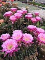 หน่อเด็ดสดอิชินอปแองเจิ้ล Echinopsis Angle