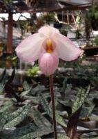 paphiopedilum delenetii 
กล้วยไม้สกุลรองเท้านารีเดเลนเนติอาย