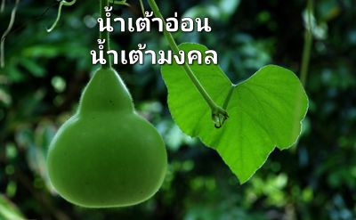 น้ำเต้าอ่อน เมล็ดพันธุ์น้้ำเต้ามงคล Bottle Gourd Seeds เมล็ดพันธุ์น้ำเต้า