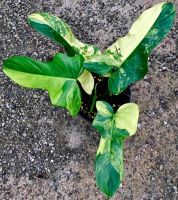 Philodendron bipennifolium Variegated ไม้เนื้อเยื่อลุ้นด่าง อนุบาลพร้อมส่ง