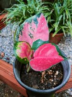 Aglaonema หรือแก้วกาญจนา
อโกลนีมา"ช้างแดง"