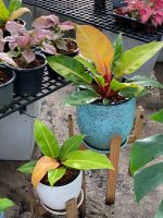 ฟิโลเดรนดรอน เชอรี่เรด +กระถางทรงสูงสีขาว 6”สูงวัดจากพื้น 25-35 cm.) Philodendron Cherry red ไม้ฟอกอากาศ สีสันสดใส เห็นเเล้วตกหลุมรัก ?