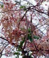 ต้น กัลปพฤกษ์ กาลพฤกษ์ กัลปพฤกษ์ Wishing Tree, Pink Shower, Pink cassia, Pink and White Shower Tree ไม้ยืนต้นดอกสวย (ชุด2ต้น)