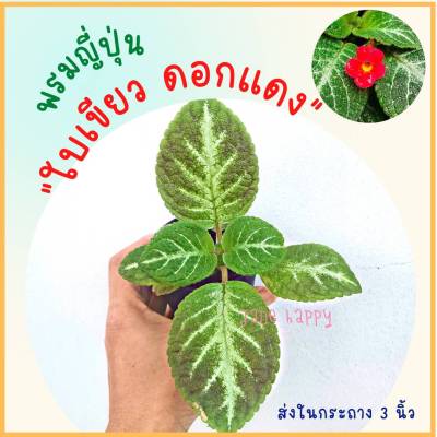 พรมญี่ปุ่น "ใบเขียวลายก้างปลาสีเงิน"  ดอกสีแดง (กระถาง 3 นิ้ว)ลายใบสวยแปลก น่ารักมาก  ค่าส่งถูก