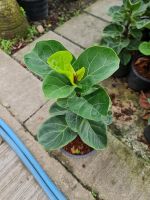 ต้นไทรใบสัก? Fiddle Leaf Fig??