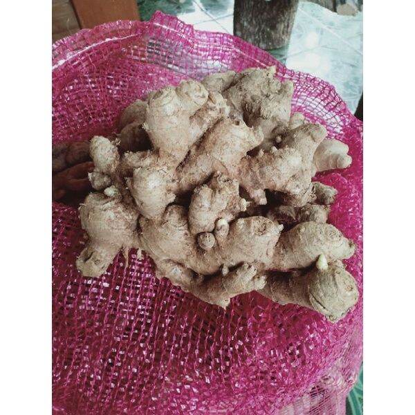 TERMURAH JAHE GAJAH SUPER FRESS/ JAHE GAJAH SEGAR 1kg Lazada Indonesia
