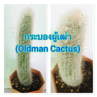 กระบองเพชร แคคตัส กระบองผู้เฒ่า (Oldman Cactus)