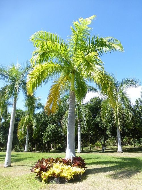 Royal palm tree seedlings | Lazada PH