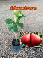 ต้นพันธุ์ส้มโอแดงเวียดนาม ต้นสูง40-50ซม.ต้นแข็งแรงพร้อมปลูก2-3ปีติดผลรสชาติหวานหอมอร่อย